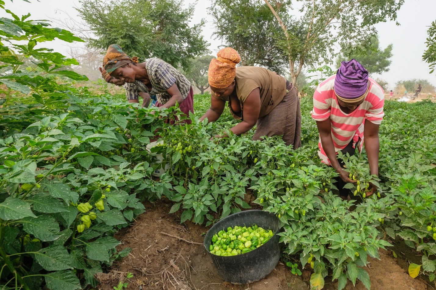 small scale farming